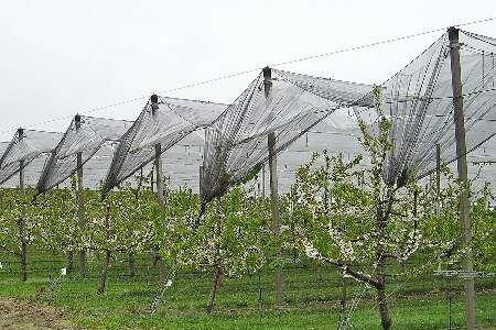 Los Mejores Métodos para Ahuyentar Palomas y otros Pájaros