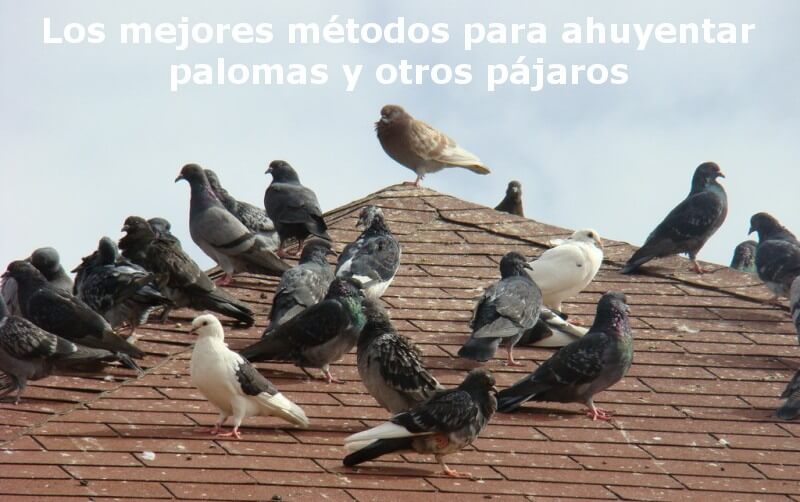 Los mejores métodos para ahuyentar palomas y otros pájaros